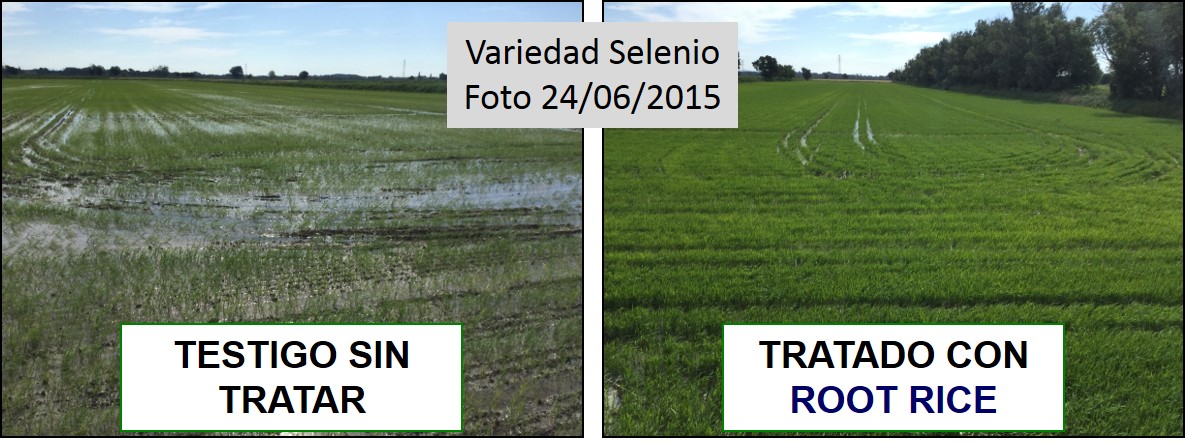 Comparación de las plantas de arroz tratadas con ROOT RICE frente a Testigo